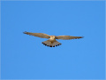 Graubartfalke (Falco cenchroides) 02