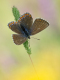 Himmelblauer Bläuling (Polyommatus bellargus) 04