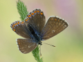Himmelblauer Bläuling (Polyommatus bellargus) 04