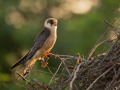 Rotfußfalke (Falco vespertinus) 01
