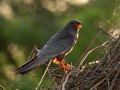 Rotfußfalke (Falco vespertinus) 02