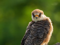 Rotfußfalke (Falco vespertinus) 04