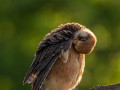 Rotfußfalke (Falco vespertinus) 05