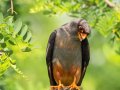 Rotfußfalke (Falco vespertinus) 09