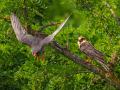 Rotfußfalke (Falco vespertinus) 14