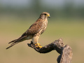Turmfalke (Falco tinnunculus) 08